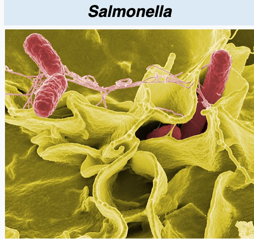 Salmonella (Mikroskop)