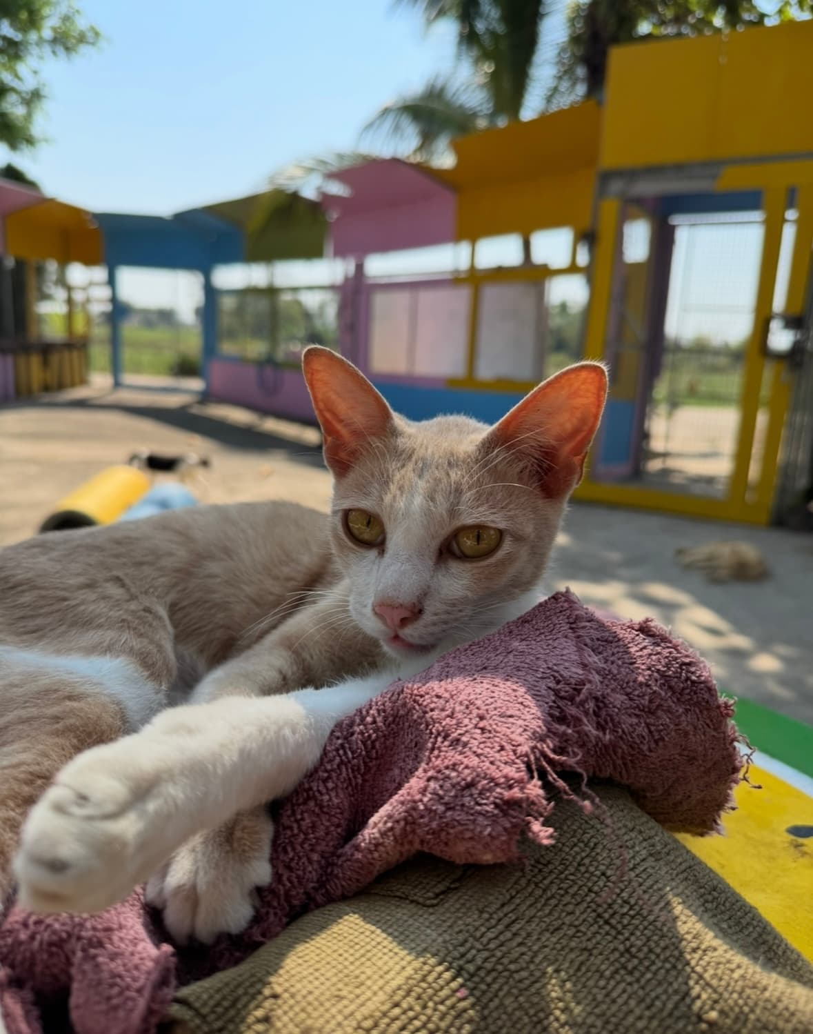 ลูกแมวที่ Saved Souls