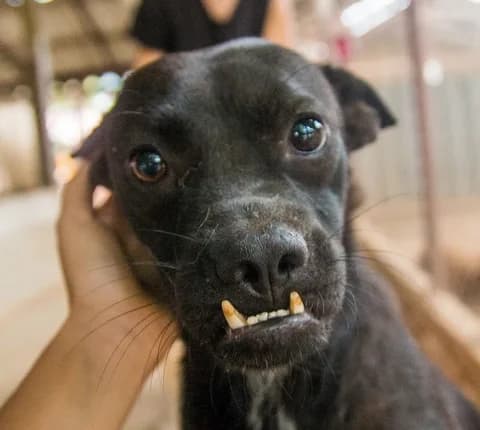 Hund erhält Pflege und Futter bei Saved Souls