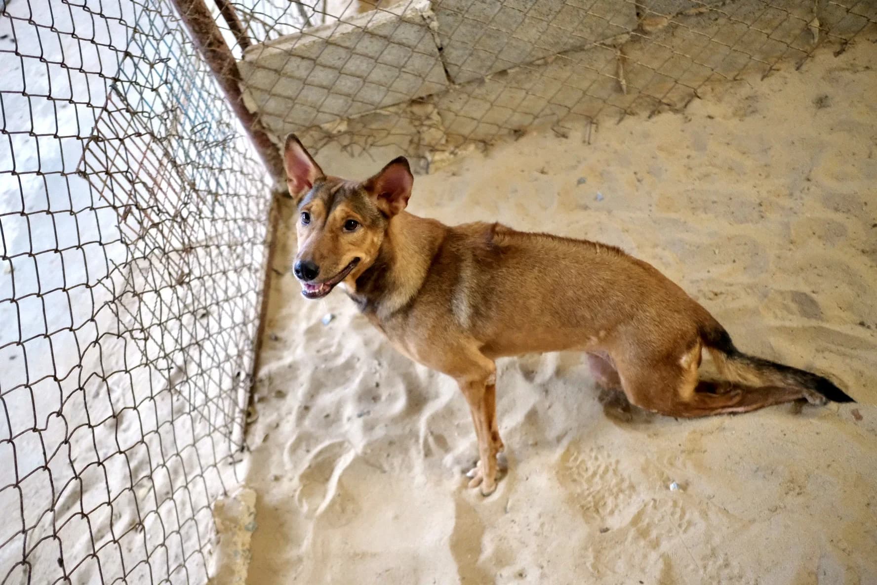 สุนัขในสวน