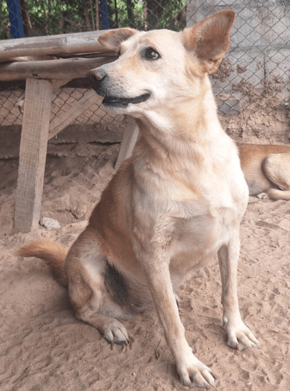 ผู้หญิงกอดสุนัขที่ Saved Souls