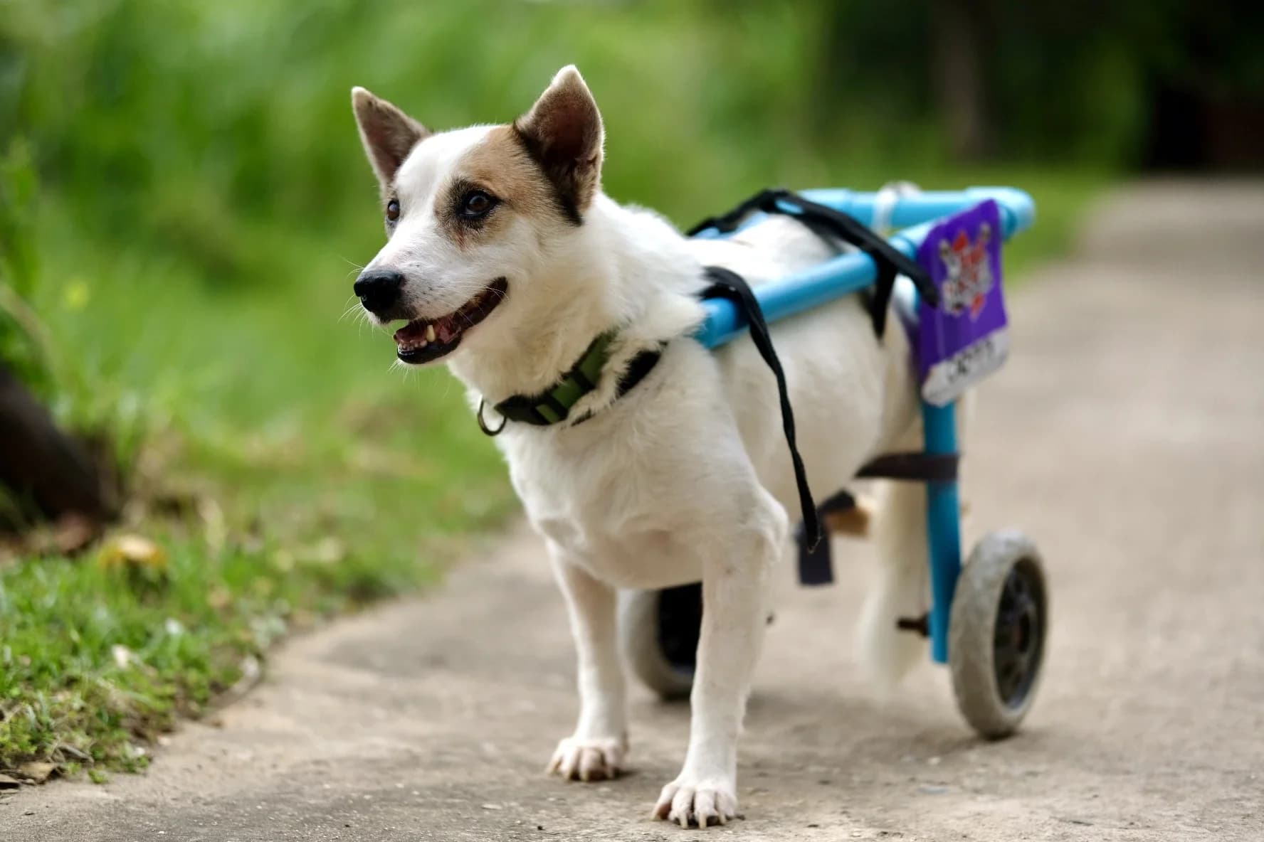 Geredde hond met rolstoel