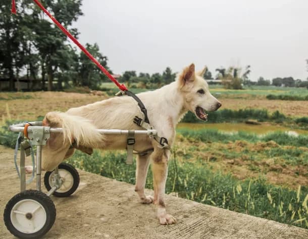 Rescued dog at Saved Souls Foundation