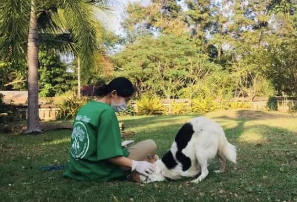 Dog rehabilitation at Saved Souls