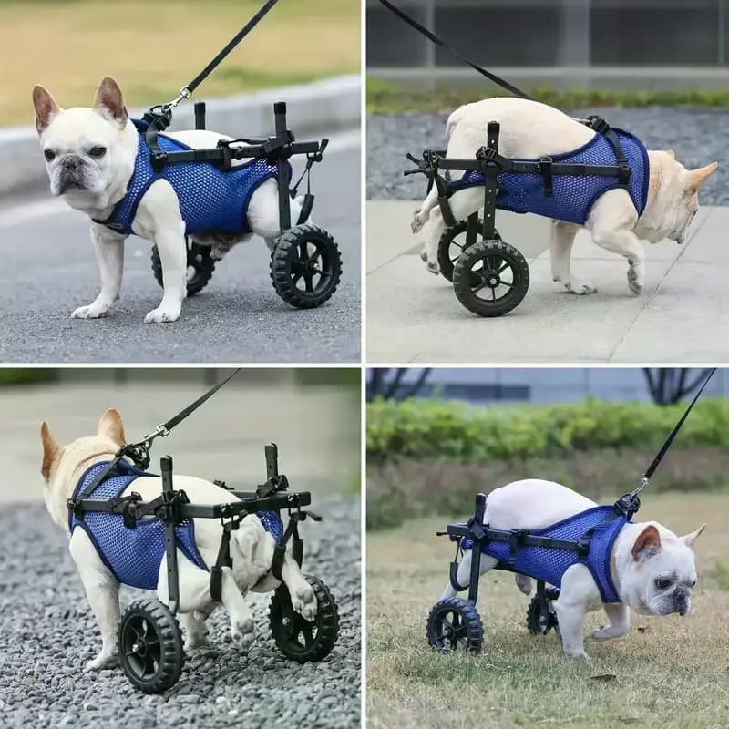 Chien secouru avec fauteuil en action – Saved Souls Foundation