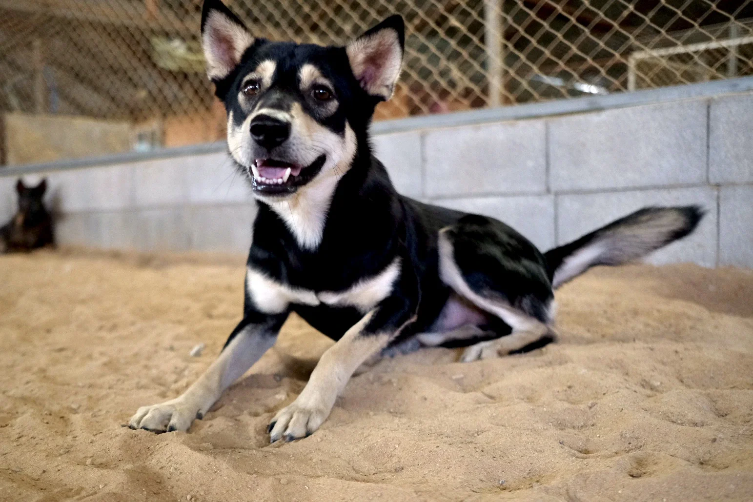 A happy rescued dog at the sanctuary