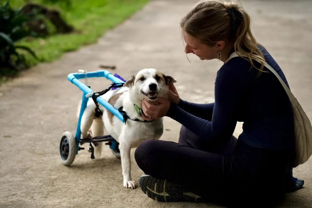 Volunteer with wheelchair dog at Saved Souls Foundation sanctuary in Khon Kaen, Thailand